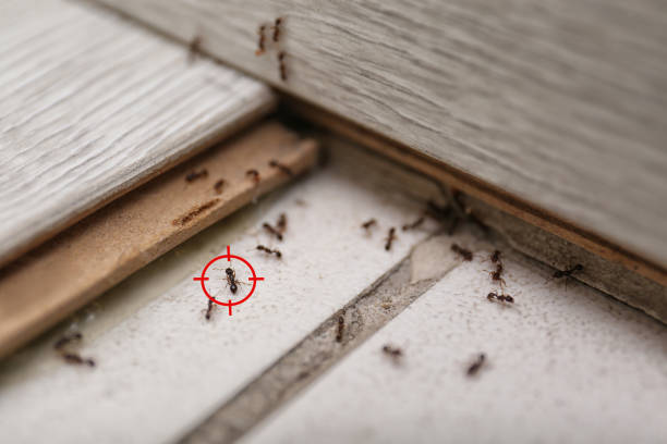 Best Emergency Pest Control  in Essexville, MI