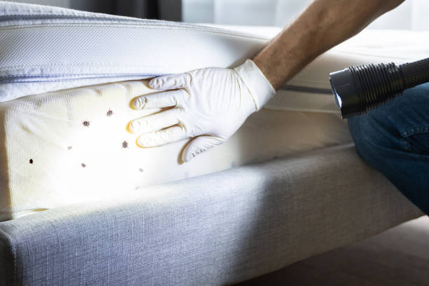 Best Pest Inspection Near Me  in Essexville, MI