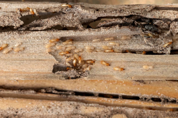 Trusted Essexville, MI Pest Control Experts